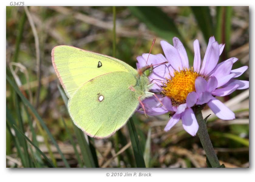 Image of Scudder's Sulphur