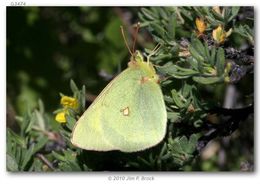 Image of Scudder's Sulphur