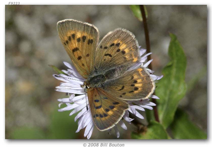 Image of Dorcas Copper