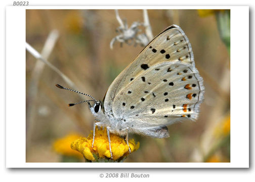 Imagem de Lycaena gorgon (Boisduval 1852)