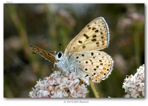 Imagem de Lycaena gorgon (Boisduval 1852)