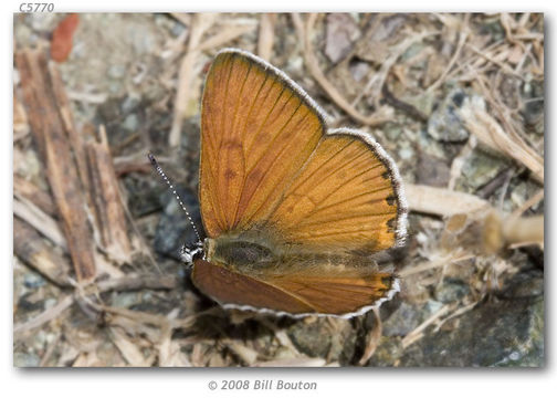 Imagem de Lycaena gorgon (Boisduval 1852)