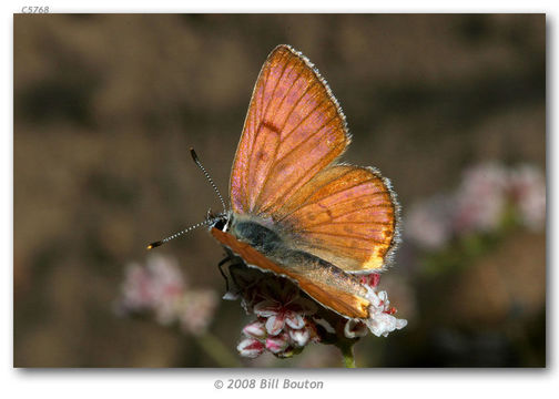 Imagem de Lycaena gorgon (Boisduval 1852)