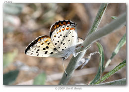 Imagem de Lycaena gorgon (Boisduval 1852)