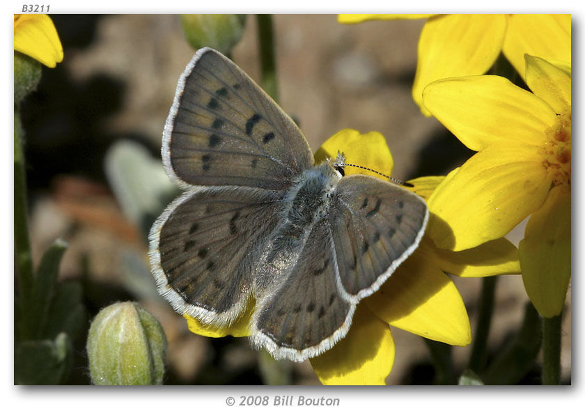 Image of Blue Copper