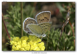 Image of Blue Copper