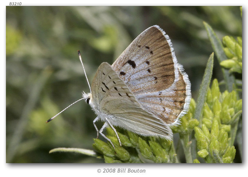 Image of Blue Copper