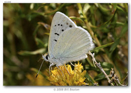 Image of Blue Copper