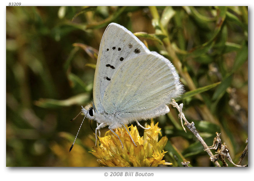 Image of Blue Copper