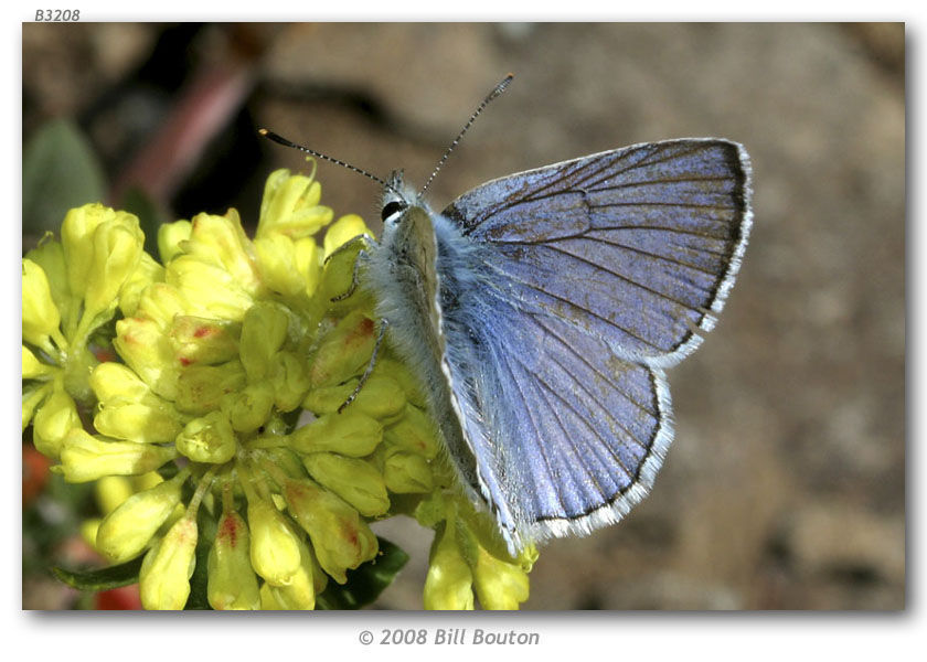 Image of Blue Copper