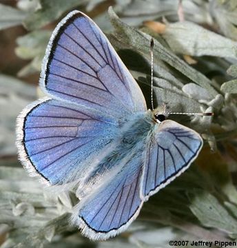 Image of Blue Copper