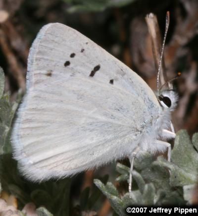 Image of Blue Copper