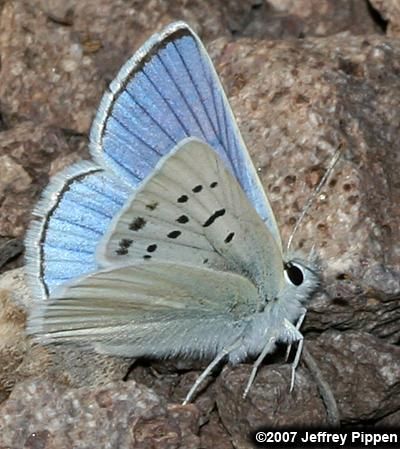 Image of Blue Copper