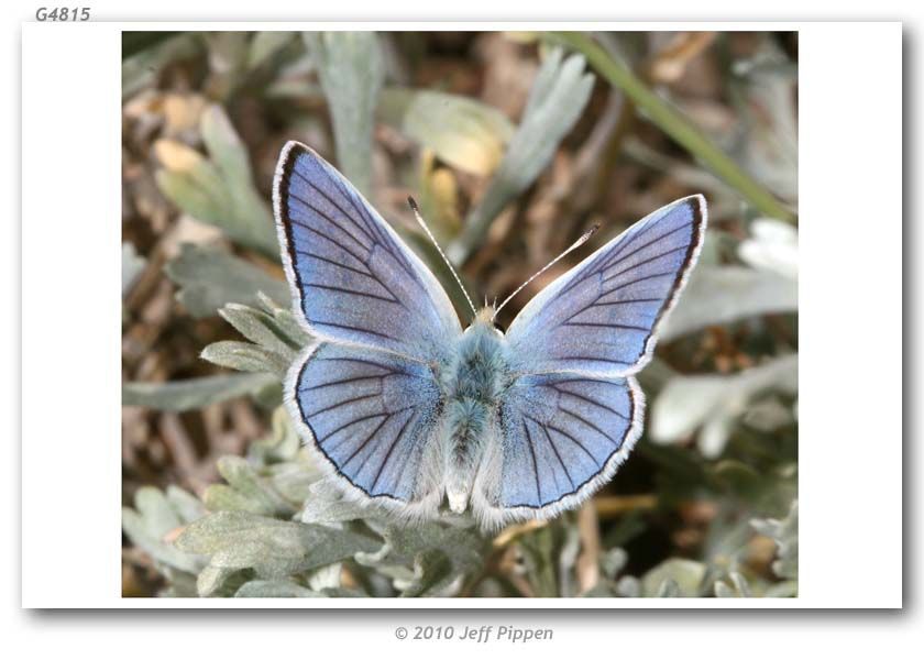 Image of Blue Copper