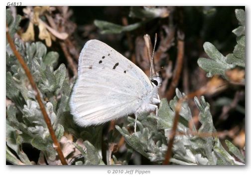 Image of Blue Copper