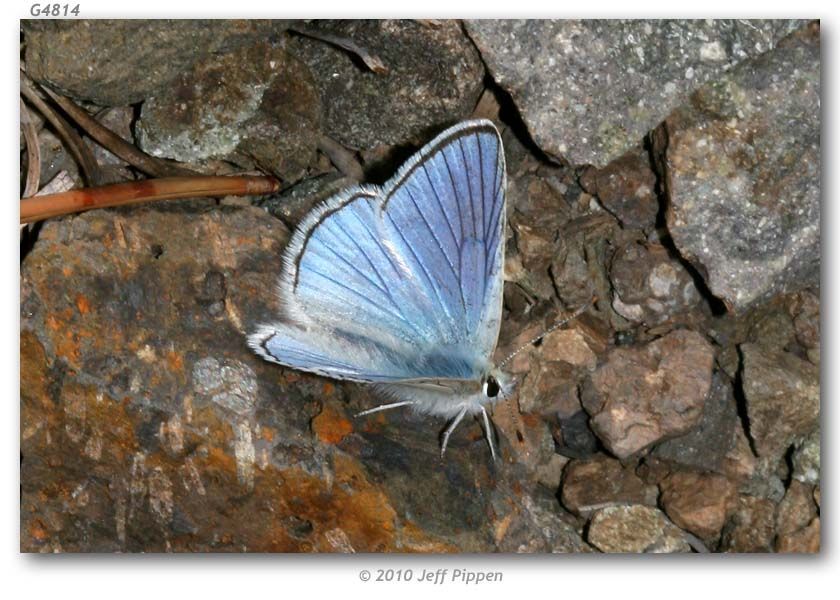 Image of Blue Copper