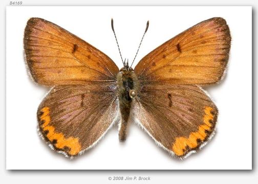 Imagem de <i>Lycaena hyllus</i> (Cramer)