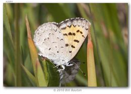 Image of Mariposa Copper