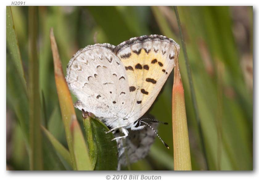 Image of Mariposa Copper