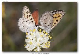 Image of Mariposa Copper