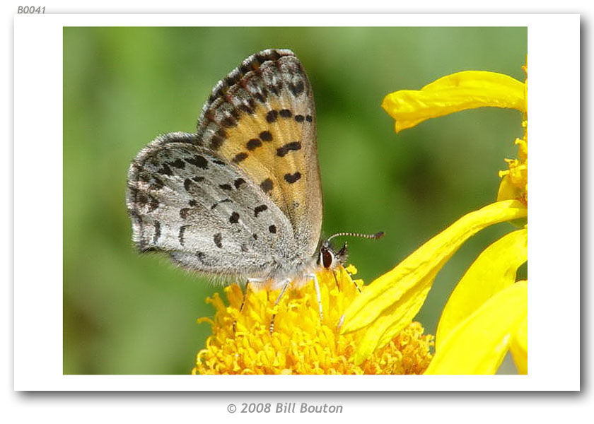 Image of Mariposa Copper