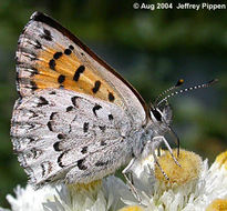 Image of Mariposa Copper