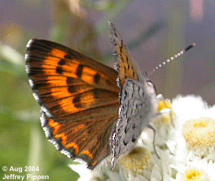 Image of Mariposa Copper