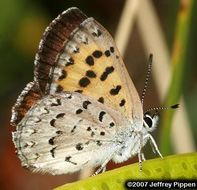 Image of Mariposa Copper