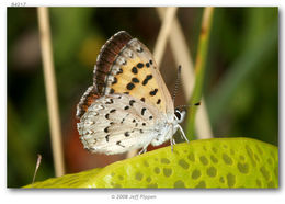 Image of Mariposa Copper