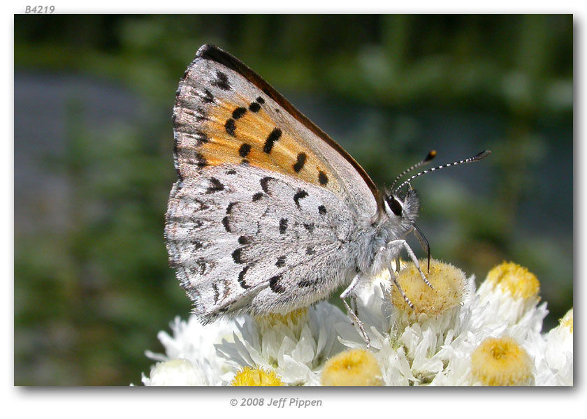 Image of Mariposa Copper