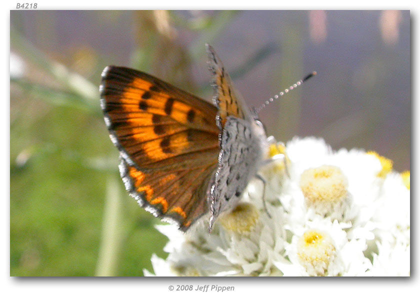 Image of Mariposa Copper