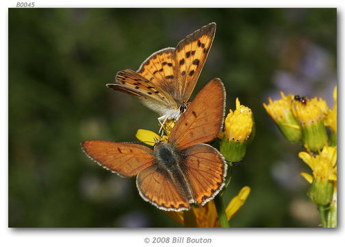 Image of Lilac-bordered Copper