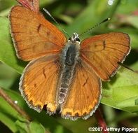 Image of Lilac-bordered Copper