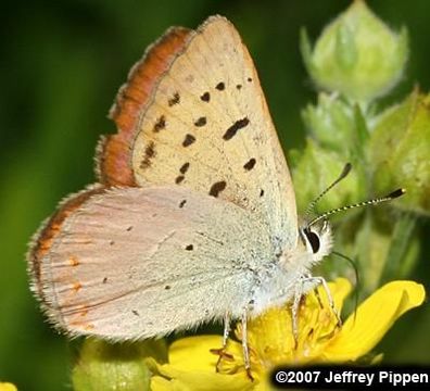 Image of Lilac-bordered Copper