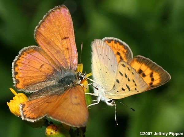 Image of Lilac-bordered Copper