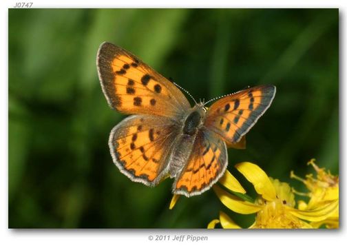 Image of Lilac-bordered Copper