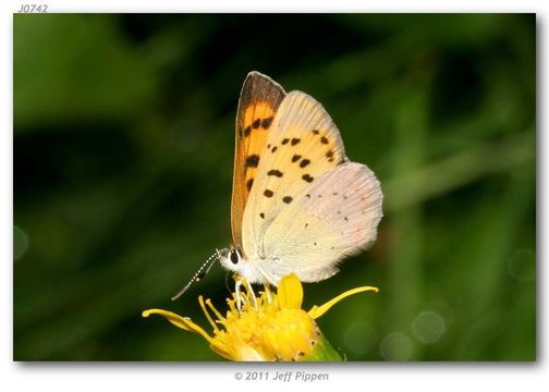 Image of Lilac-bordered Copper