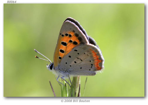 Image of Small Copper