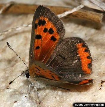 Image of Small Copper