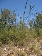 Image of Austrostipa densiflora (Hughes) S. W. L. Jacobs & J. Everett