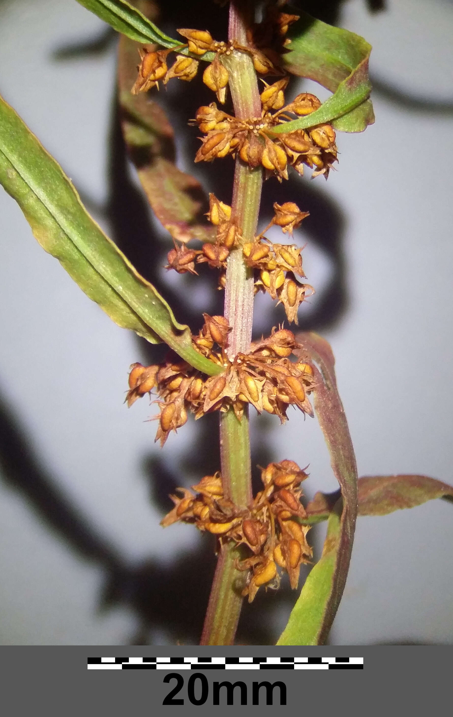 Rumex palustris Sm. resmi