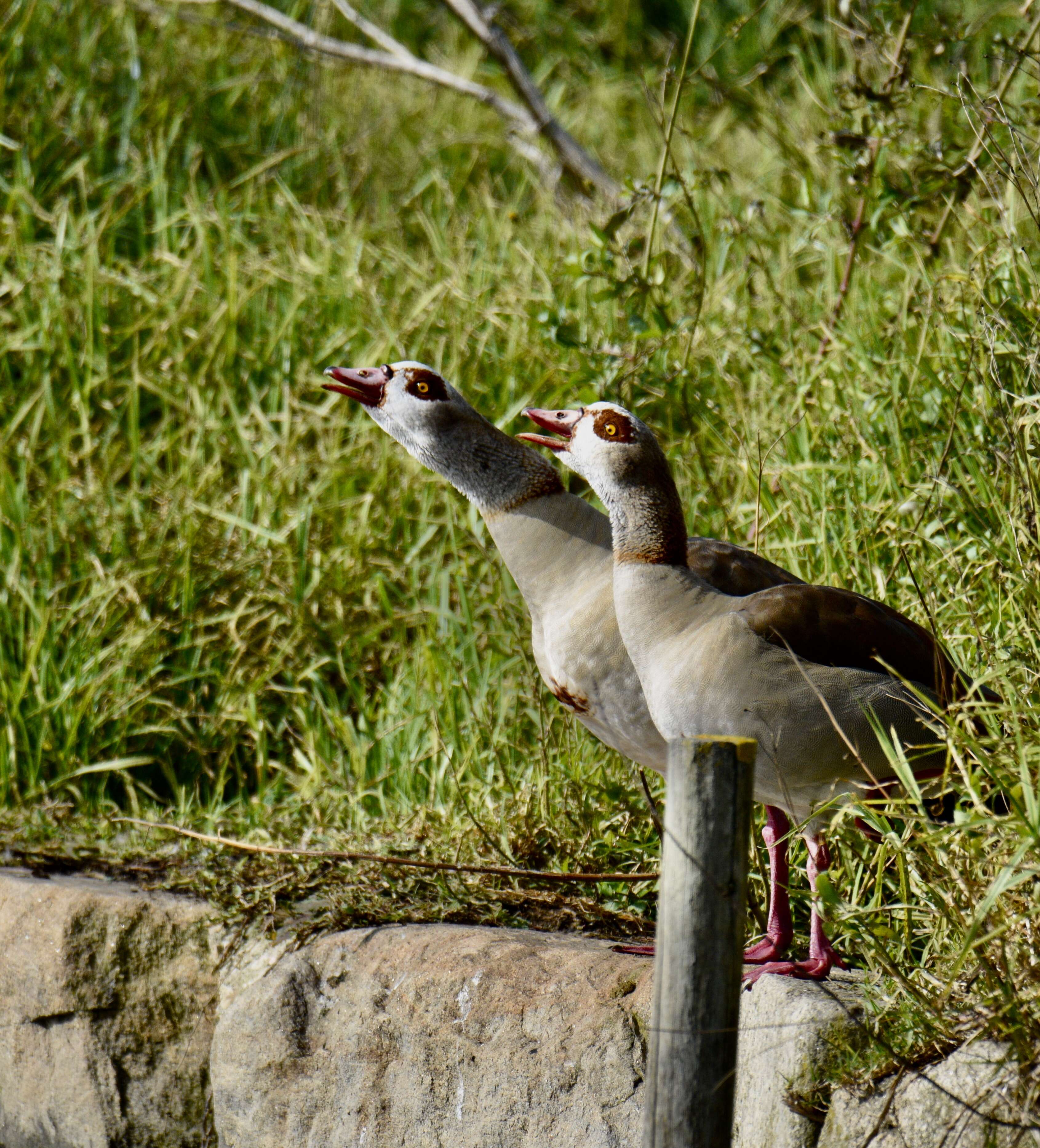 Image of Egyptian Goose