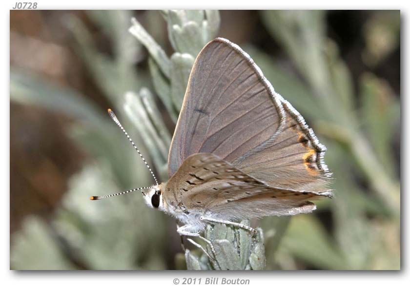 Lycaena xanthoides (Boisduval 1852)的圖片