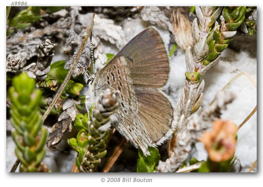 Image of Arctic Blue