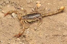 Image of California Common Scorpion