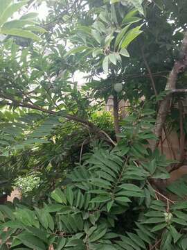 Image of sugar apple