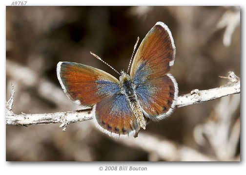 Image of Western pygmy blue