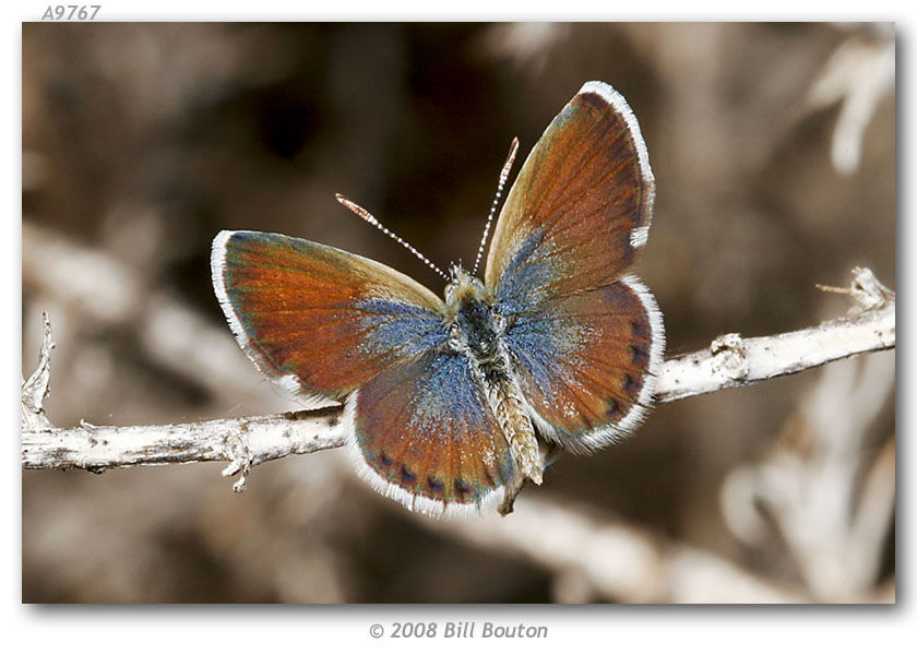 Слика од Brephidium exilis (Boisduval 1852)