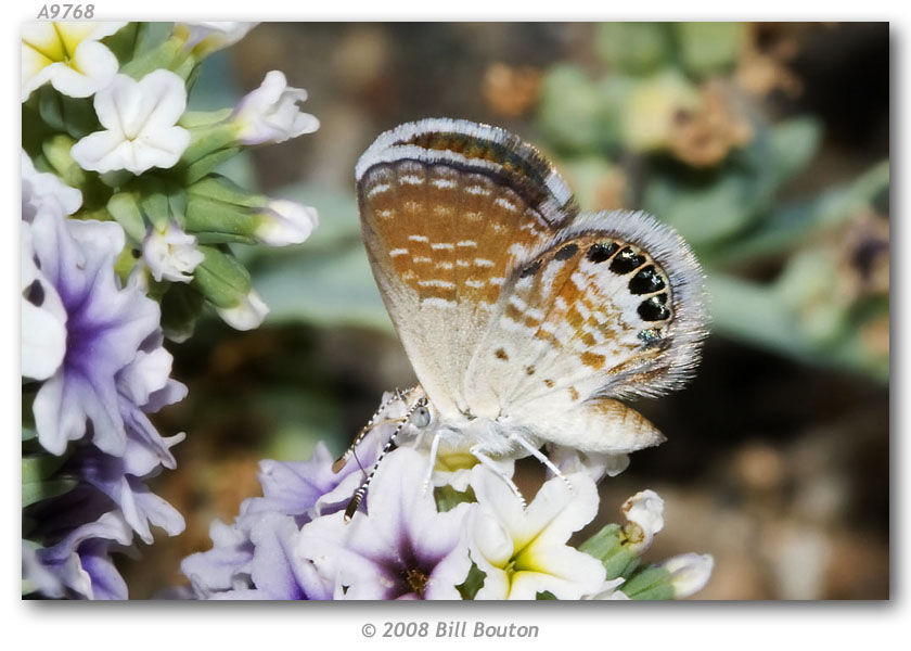 Слика од Brephidium exilis (Boisduval 1852)