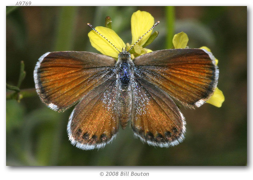 Слика од Brephidium exilis (Boisduval 1852)